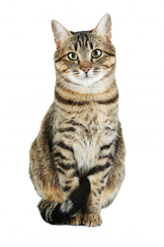 Beautiful Cat White Wall Decal