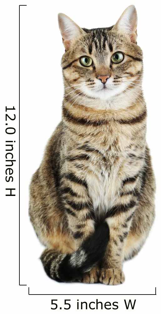 Beautiful Cat White Wall Decal