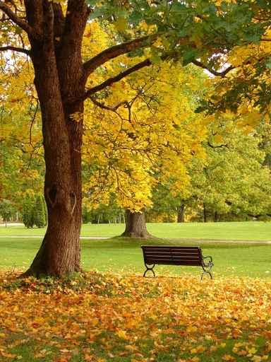 City Park Autumn Wall Decal