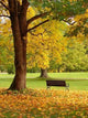 City Park Autumn Wall Decal