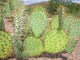 Cactus Opuntia Genus Wall Decal