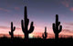 Cactus Wall Decal