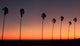 Silhouette Row If Palm Wall Decal