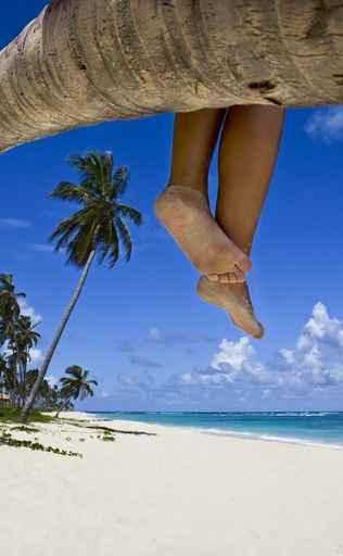 Tanned Legs Palm Beach Wall Decal