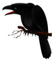 Crow Wall Decal