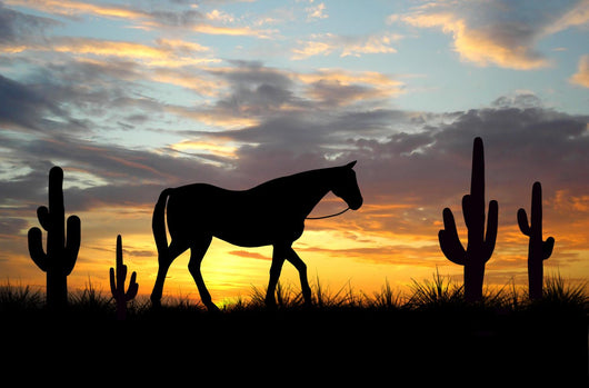Western Desert Horse Wall Decal