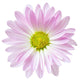Pink White Daisy Flower Wall Decal