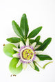 Passion Flower Wall Decal
