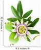 Passion Flower Wall Decal