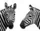 Chatty Zebra Heads Wall Stickers Wall Decal