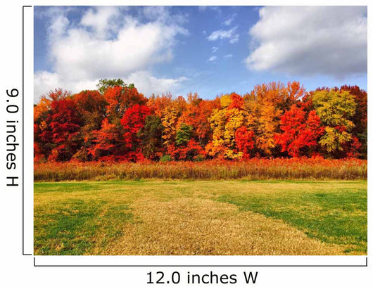 Burst Autumn Colors Wall Decal