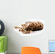 Bengal Cat White Wall Decal