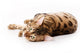 Bengal Cat White Wall Decal