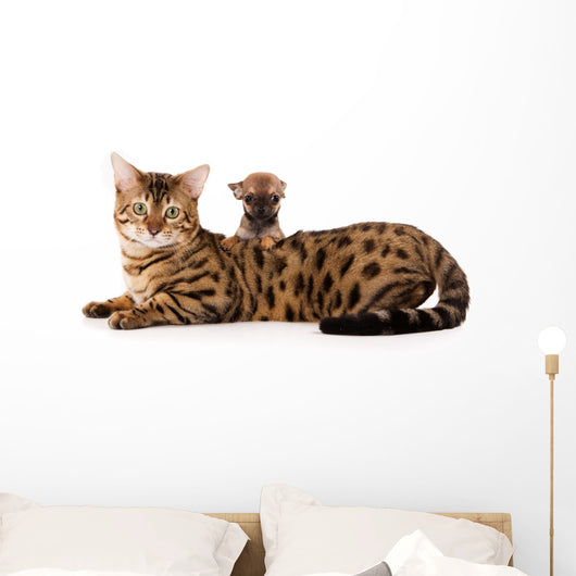Bengal Cat and Chihuahua Wall Decal
