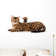 Bengal Cat and Chihuahua Wall Decal