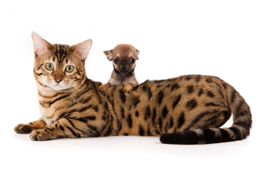 Bengal Cat and Chihuahua Wall Decal