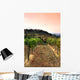 Vineyard Rolling Hills Tuscany Wall Decal