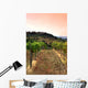 Vineyard Rolling Hills Tuscany Wall Decal