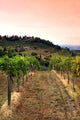 Vineyard Rolling Hills Tuscany Wall Decal