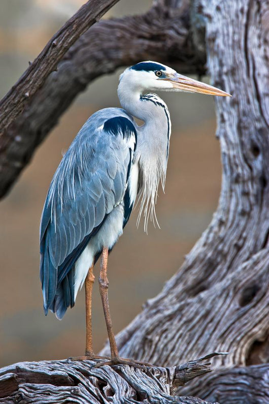 Grey Heron Standing Tree Wall Decal