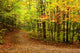 Dirt Road to Fall Wall Decal