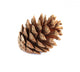Pine Cone Wall Decal