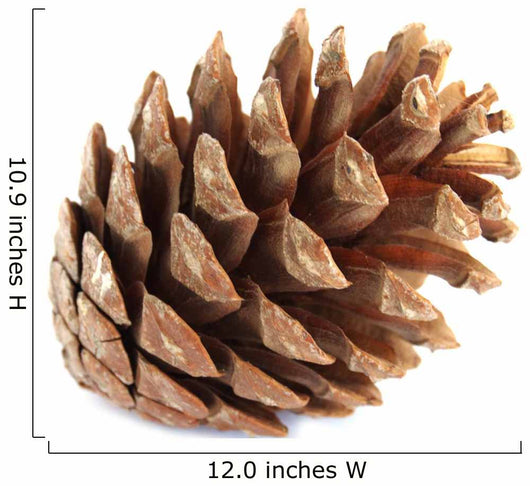 Pine Cone Wall Decal