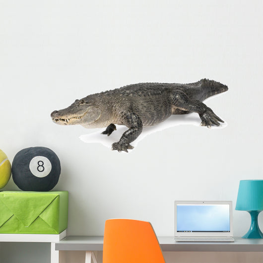 American Alligator 30 Years Wall Decal