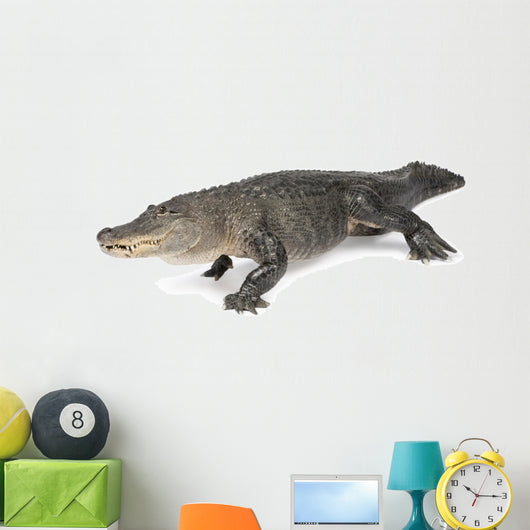 American Alligator 30 Years Wall Decal
