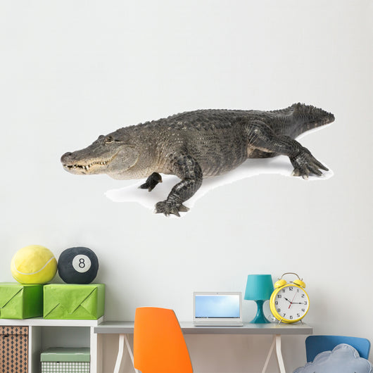 American Alligator 30 Years Wall Decal