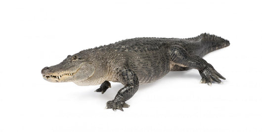 American Alligator 30 Years Wall Decal