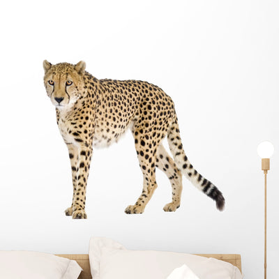 Cheetah Wall Decal shown on a wall