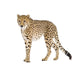 Cheetah Wall Decal