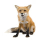 Red Fox Wall Decal