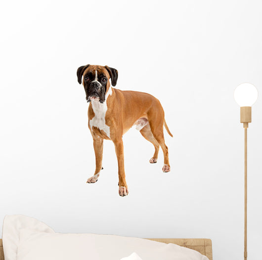 Fawn-colored Boxer Wall Decal
