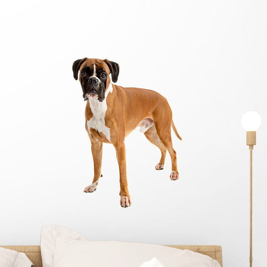 Fawn-colored Boxer Wall Decal