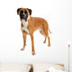 Fawn-colored Boxer Wall Decal