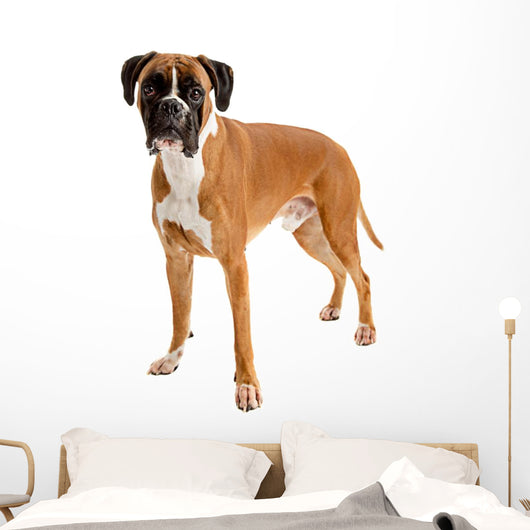 Fawn-colored Boxer Wall Decal
