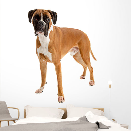 Fawn-colored Boxer Wall Decal