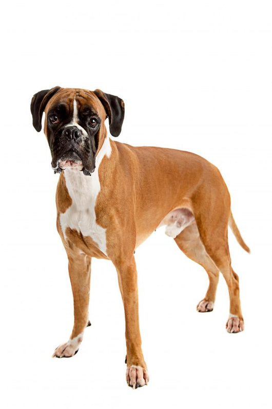 Fawn-colored Boxer Wall Decal