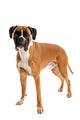 Fawn-colored Boxer Wall Decal
