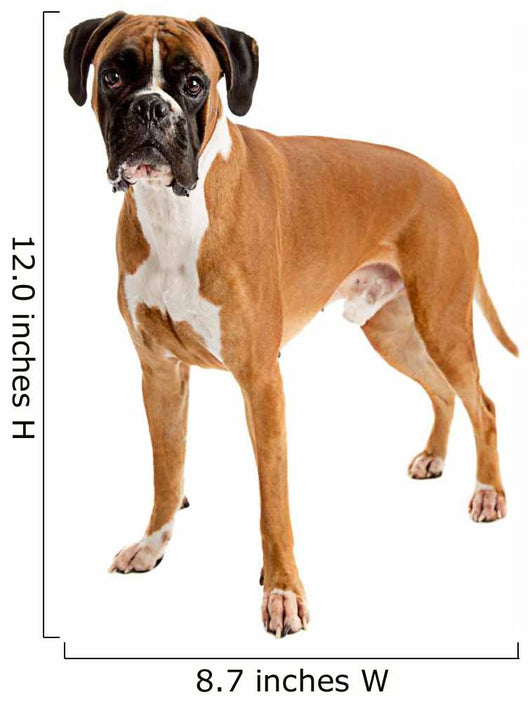 Fawn-colored Boxer Wall Decal