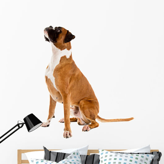 Fawn-colored Boxer Wall Decal