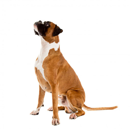Fawn-colored Boxer Wall Decal