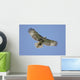 Juvenile Red-tailed Hawk Buteo Wall Decal