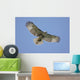 Juvenile Red-tailed Hawk Buteo Wall Decal