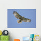 Juvenile Red-tailed Hawk Buteo Wall Decal