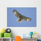 Juvenile Red-tailed Hawk Buteo Wall Decal