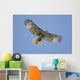 Juvenile Red-tailed Hawk Buteo Wall Decal