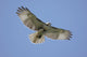 Juvenile Red-tailed Hawk Buteo Wall Decal
